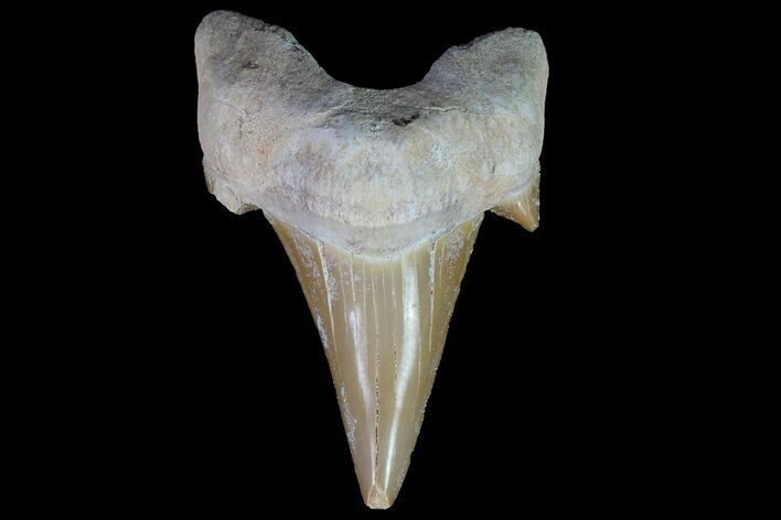Otodus Shark Tooth Fossil - Eocene #67172